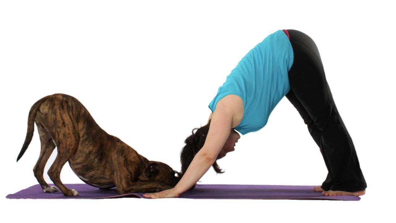 Downward Dog