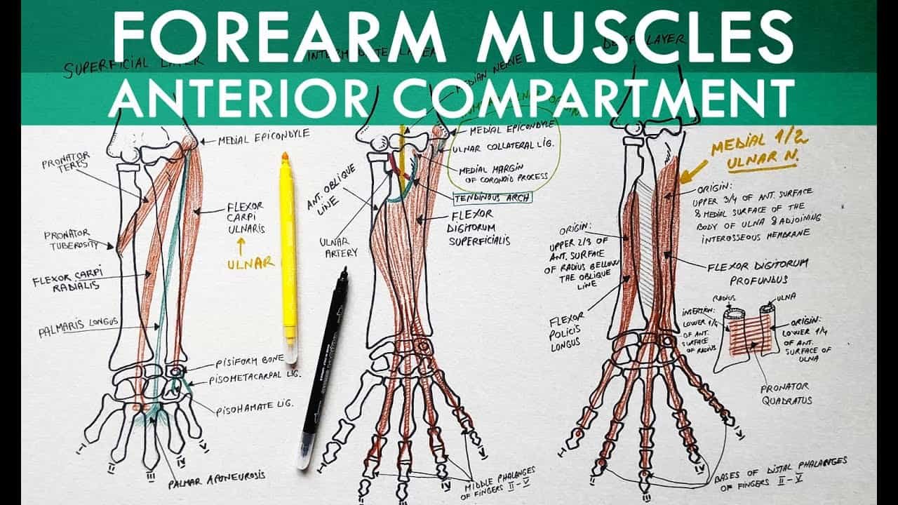 Forearm Exercises with Dumbbells