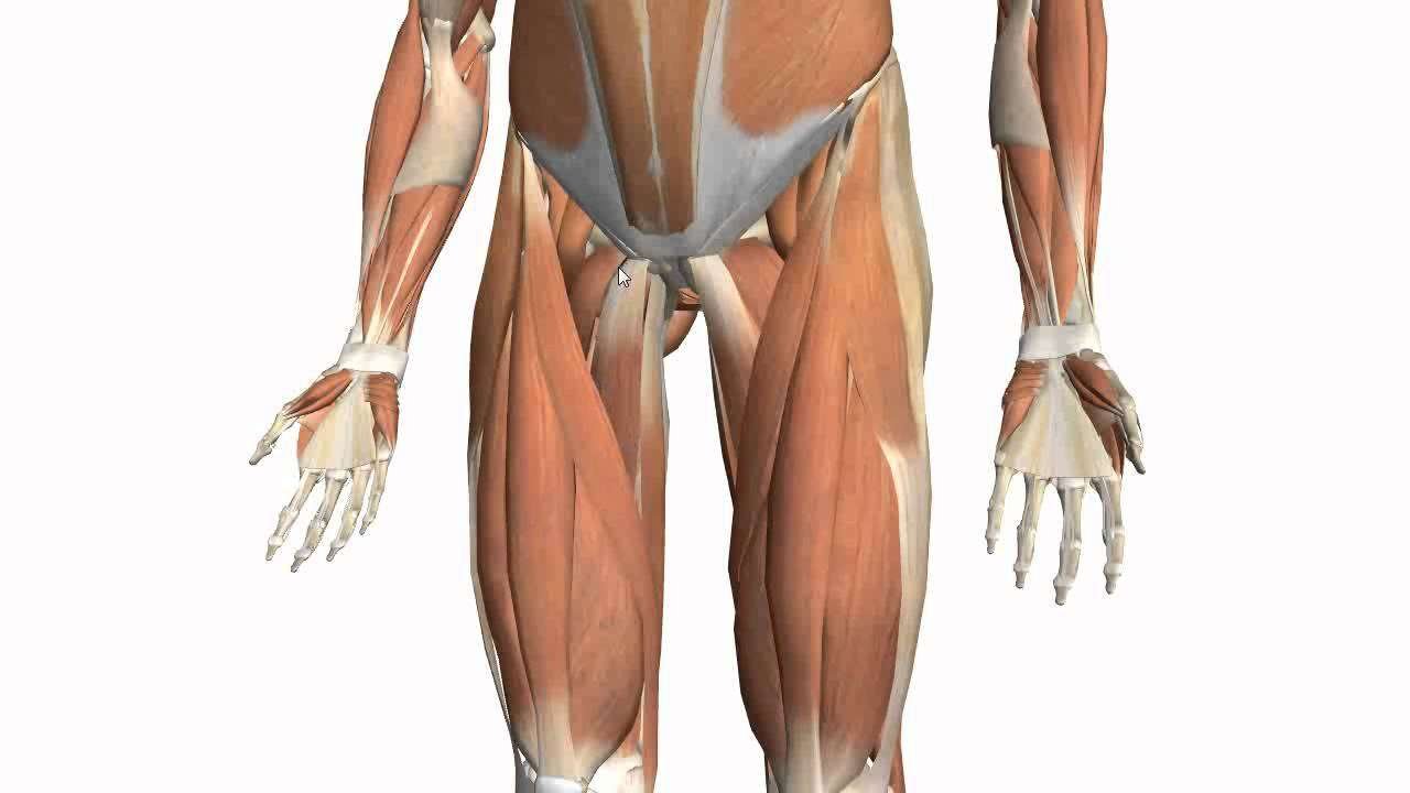 Anatomy of the Hip Flexor
