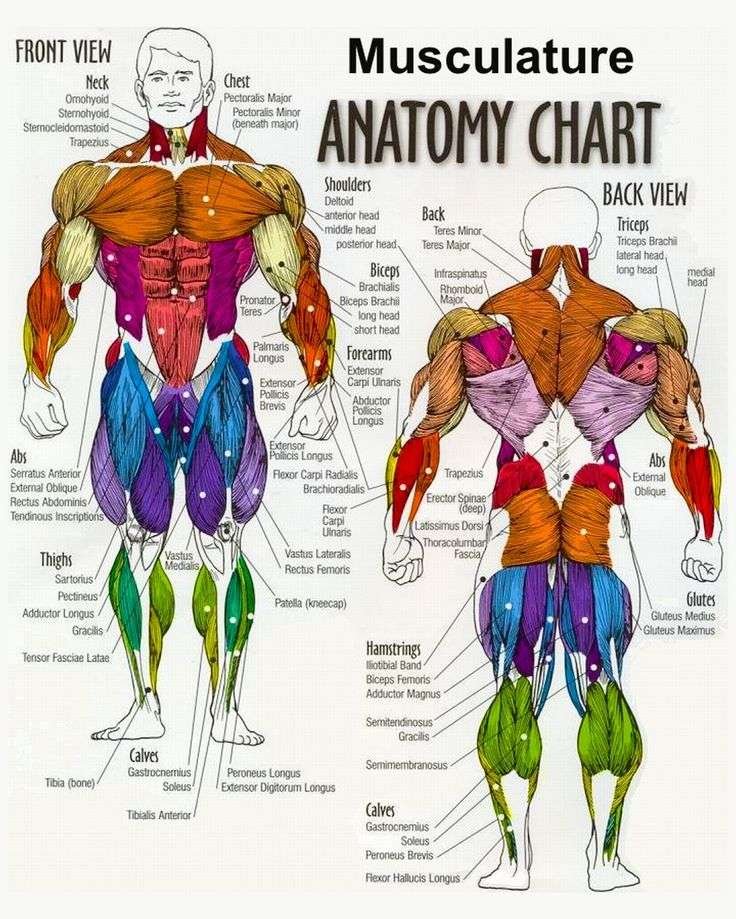 Understanding Muscle Anatomy