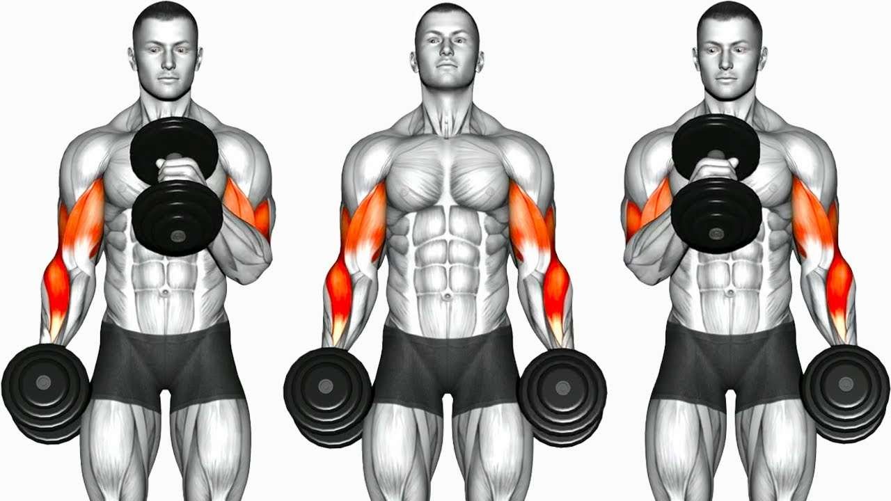 Shoulder and bicep workouts