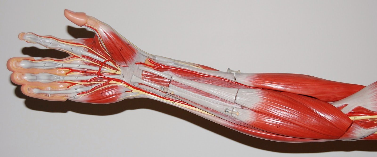 Thumb Flexor Tendon Glide - Best 5 Tendon Gliding Exercises for Hand and Finger Health - Bestknock.com