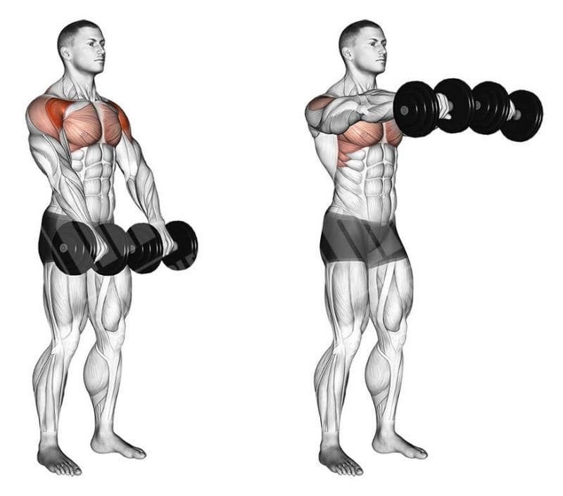 Front Raises - Shoulder Exercises - bestknock.com