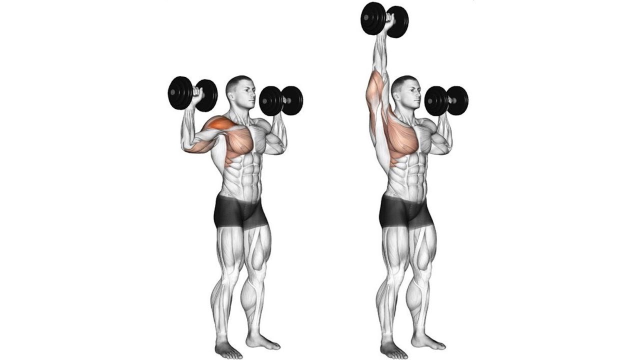 Dumbbell Shoulder Press  - Pull Dumbbell Exercises - bestknock.com