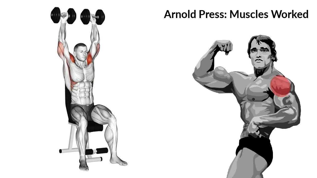 Arnold Press - Front Delt Exercises - bestknock.com