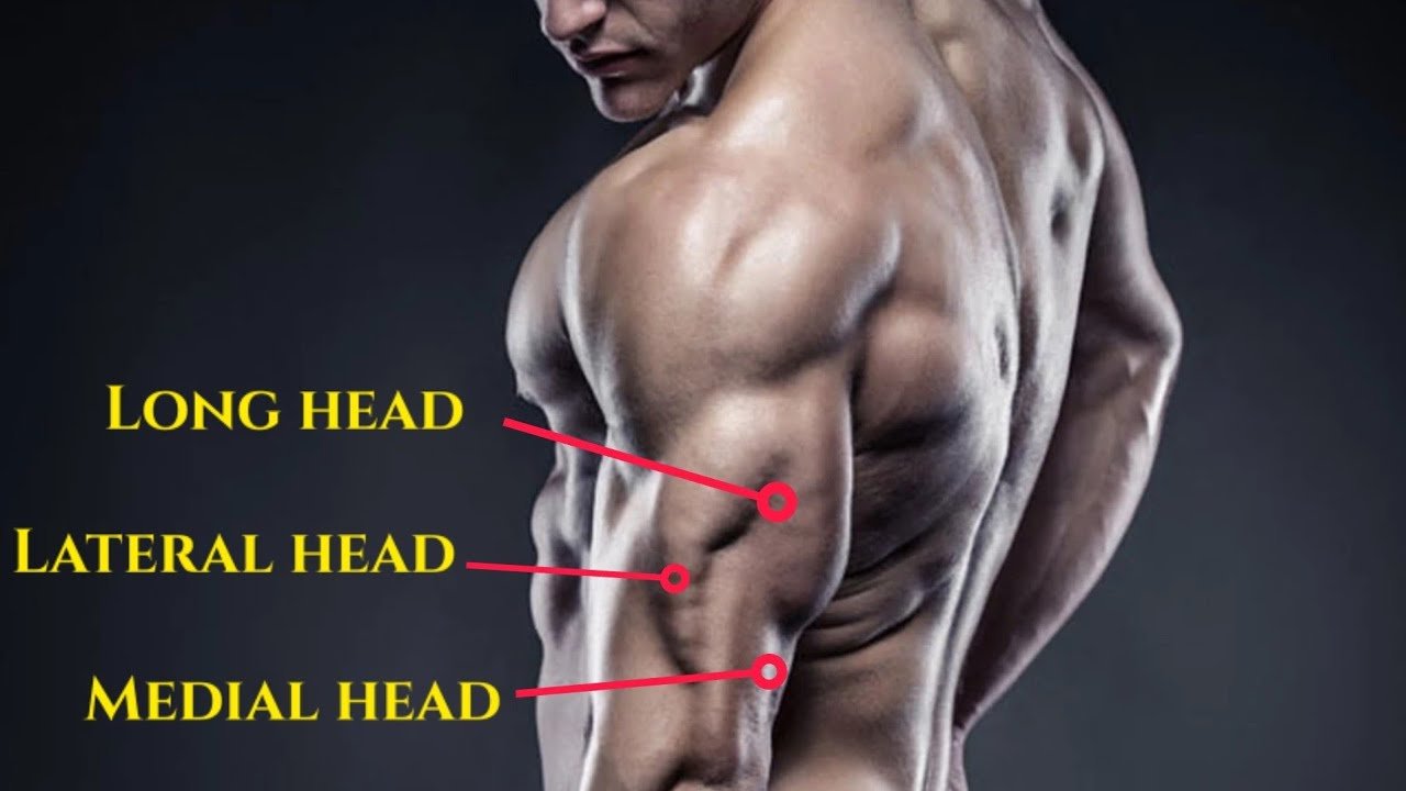 - Long Head Tricep Exercises - bestknock.com