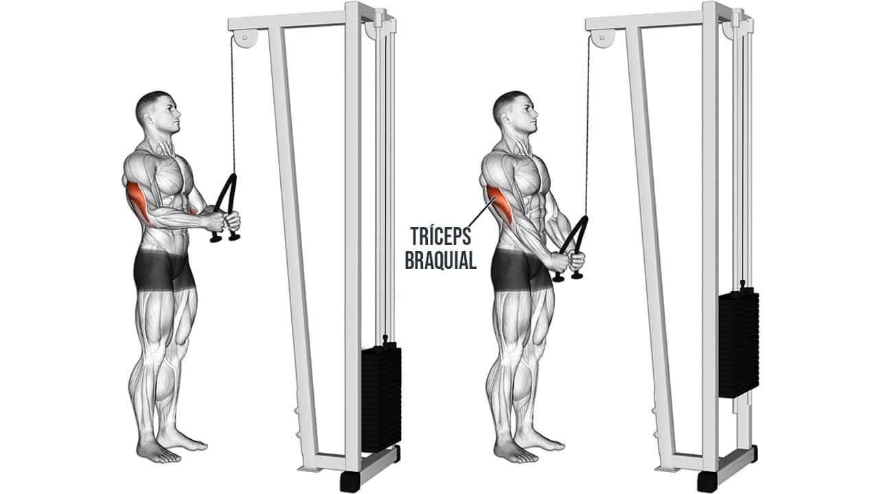 The 7 Best Advanced Tricep Cable Exercises Techniques