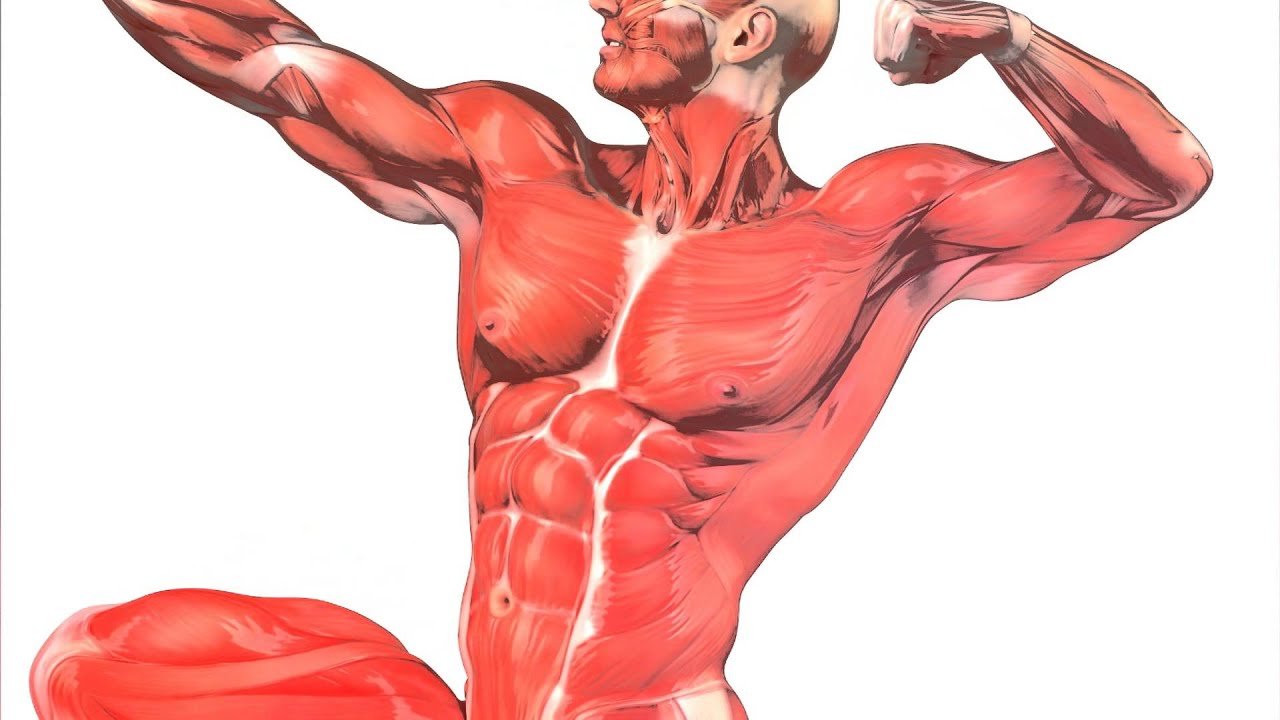Supporting Muscles - Calisthenics Chest Workout - bestknock.com
